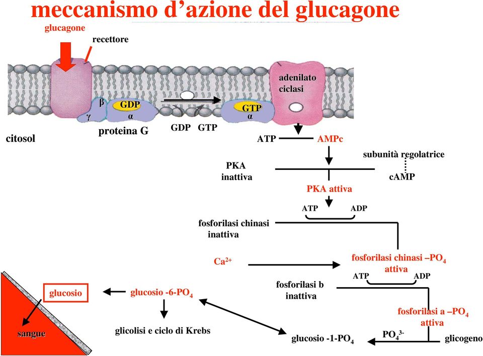 inattiva ATP ADP glucosio glucosio -6-PO 4 Ca 2+ fosforilasi b inattiva fosforilasi chinasi PO 4