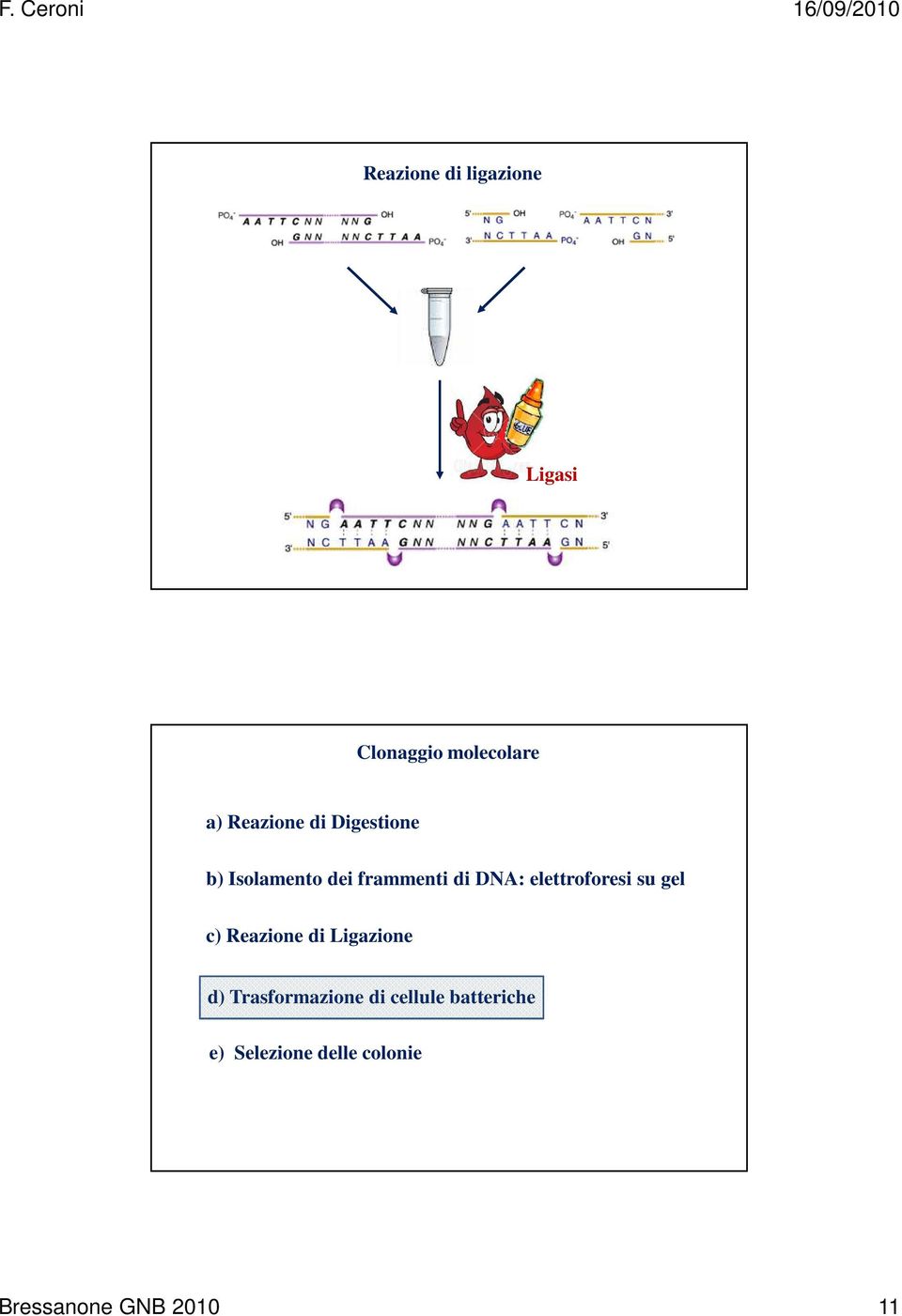 elettroforesi su gel c) Reazione di Ligazione d)