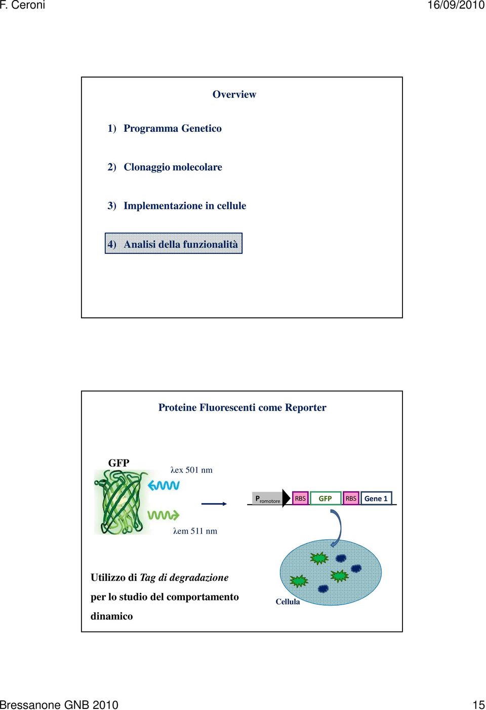 λex 501 nm P romotore RBS GFP RBS Gene 1 λem 511 nm Utilizzo di Tag di