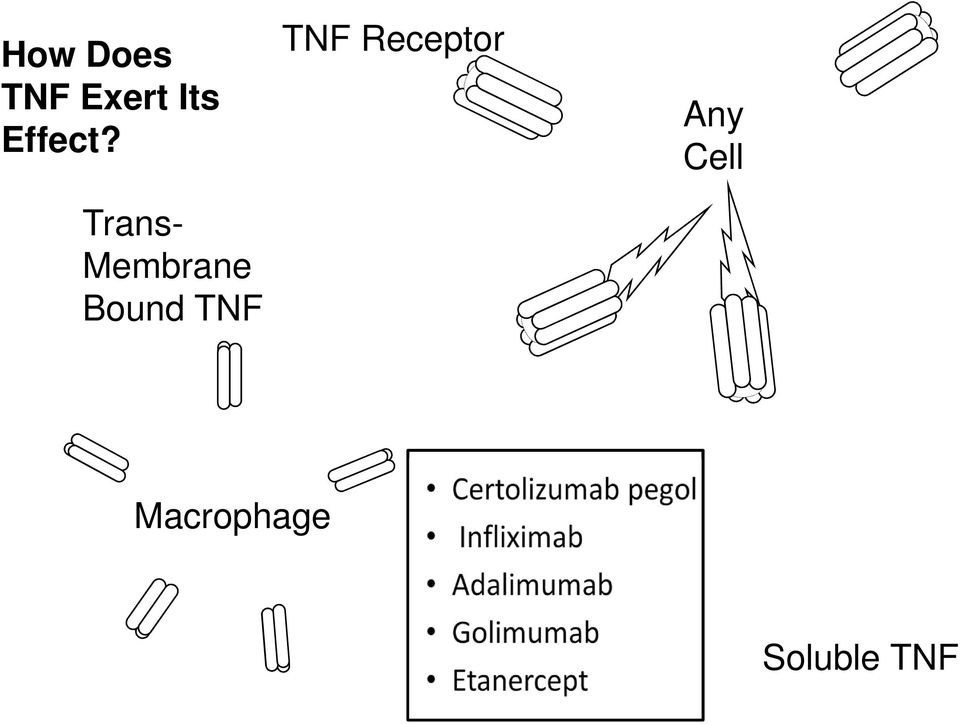 Trans- Membrane Bound TNF