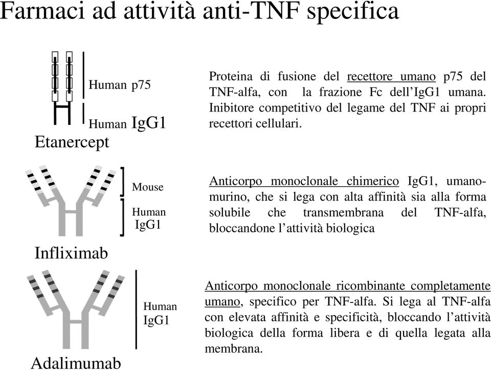 Infliximab Adalimumab Mouse Human IgG1 Human IgG1 Anticorpo monoclonale chimerico IgG1, umanomurino, che si lega con alta affinità sia alla forma solubile che