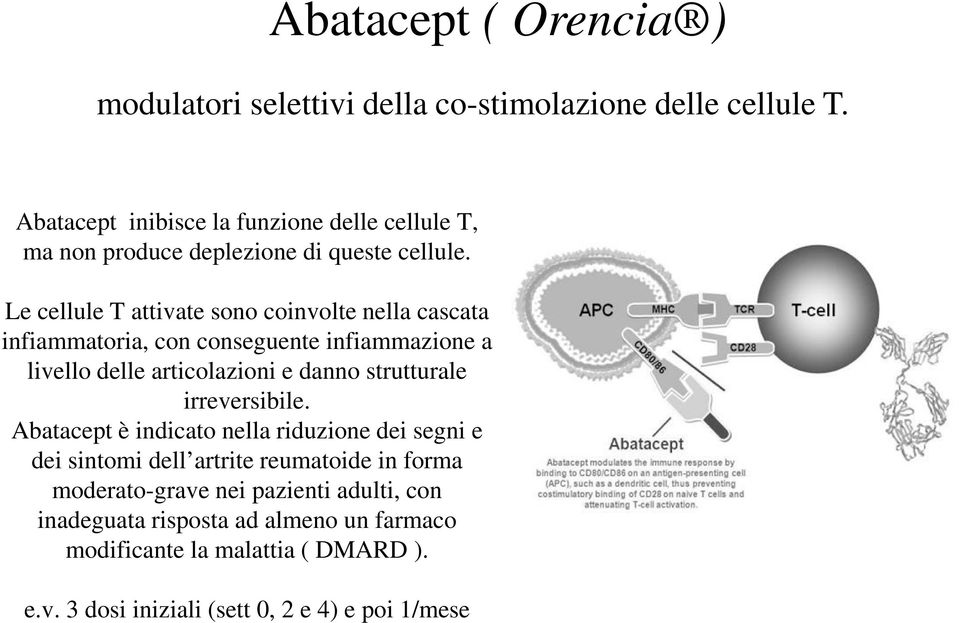 Le cellule T attivate sono coinvolte nella cascata infiammatoria, con conseguente infiammazione a livello delle articolazioni e danno strutturale