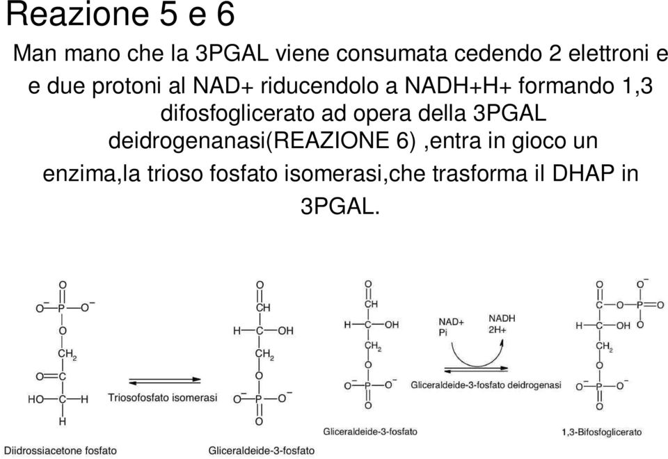 difosfoglicerato ad opera della 3PGAL deidrogenanasi(reazione 6),entra