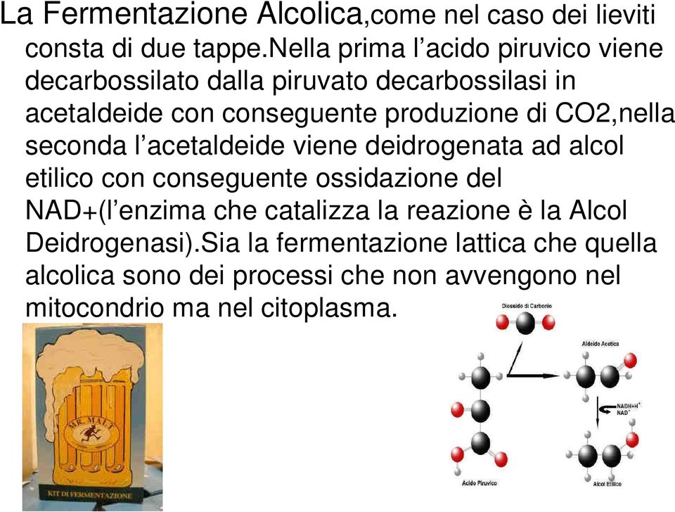 produzione di CO2,nella seconda l acetaldeide viene deidrogenata ad alcol etilico con conseguente ossidazione del NAD+(l