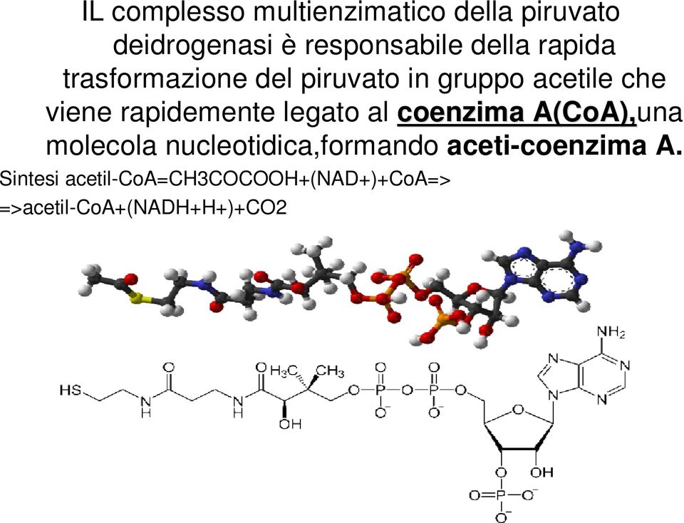 rapidemente legato al coenzima A(CoA CoA), ),una molecola