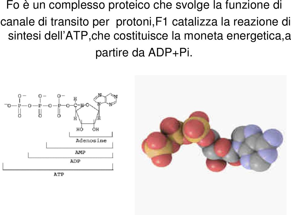 catalizza la reazione di sintesi dell ATP,che