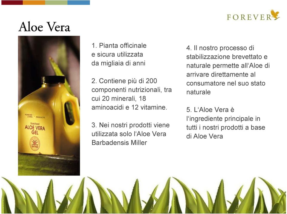 Nei nostri prodotti viene utilizzata solo l Aloe Vera Barbadensis Miller 4.
