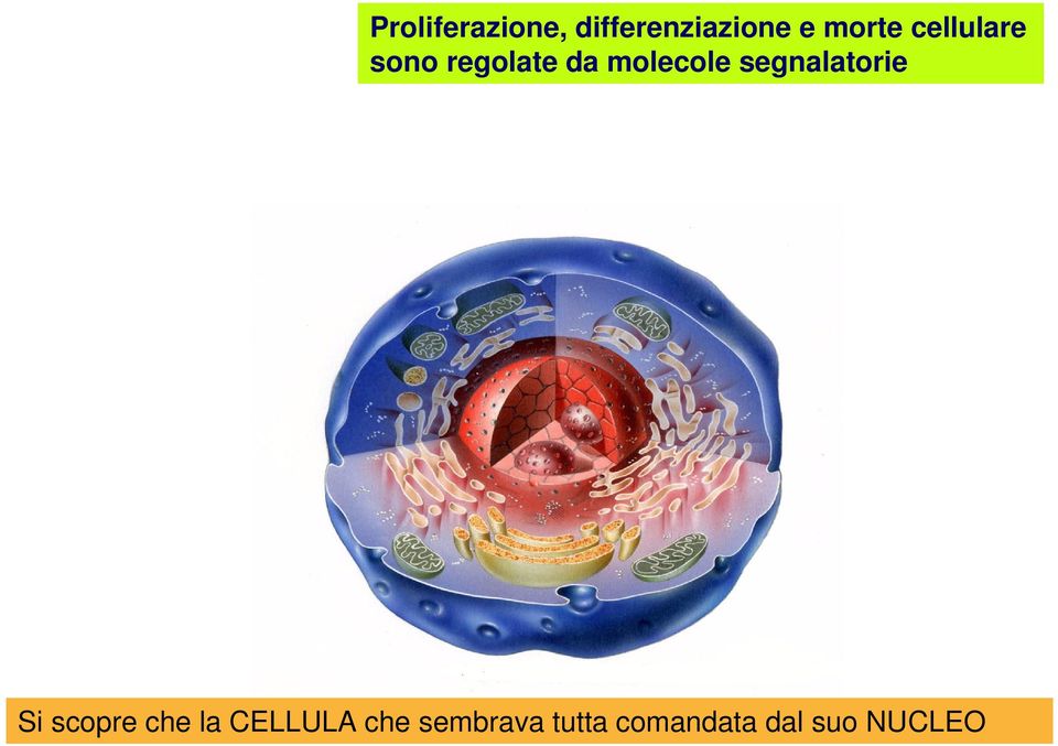 molecole segnalatorie Si scopre che la