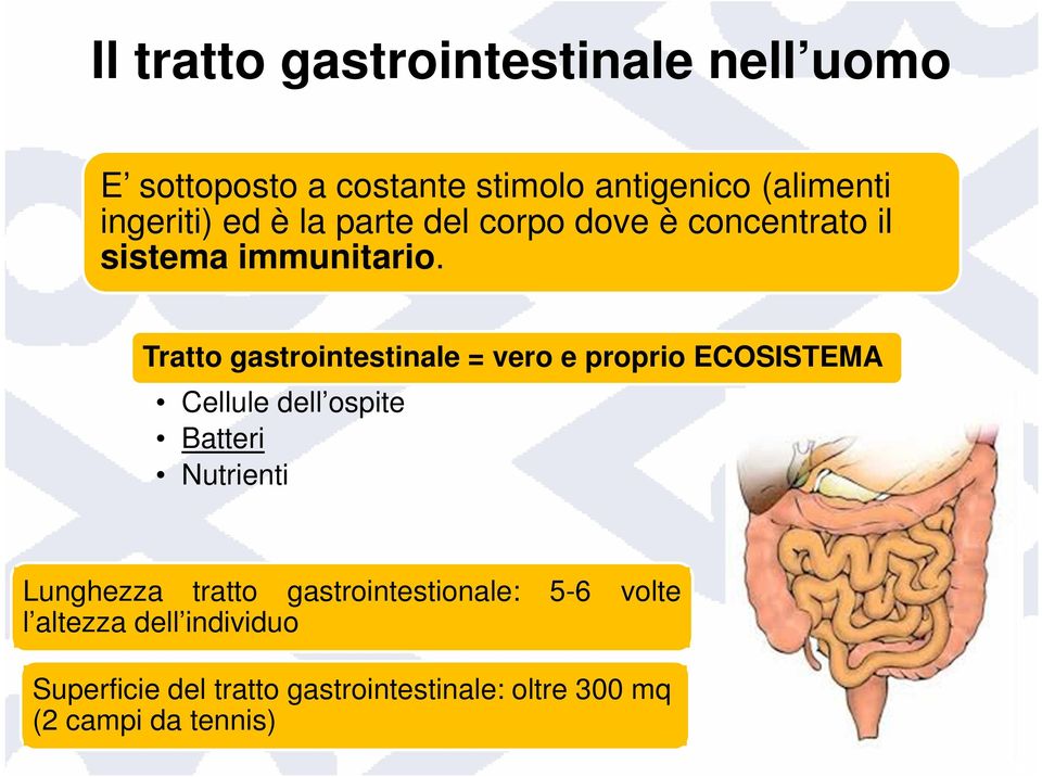 Tratto gastrointestinale = vero e proprio ECOSISTEMA Cellule dell ospite Batteri Nutrienti Lunghezza
