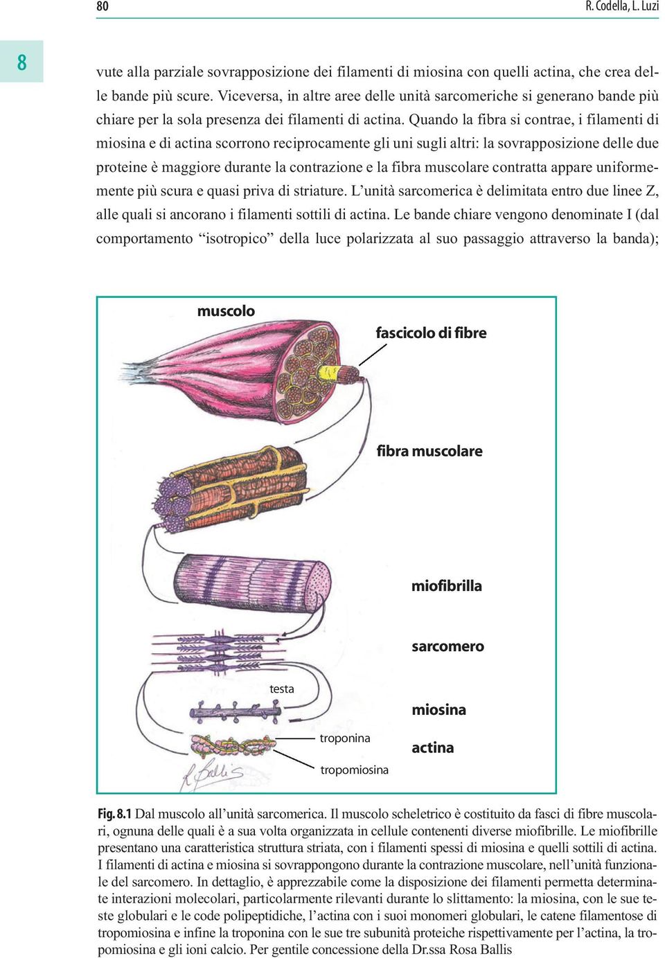 Quando la fibra si contrae, i filamenti di miosina e di actina scorrono reciprocamente gli uni sugli altri: la sovrapposizione delle due proteine è maggiore durante la contrazione e la fibra