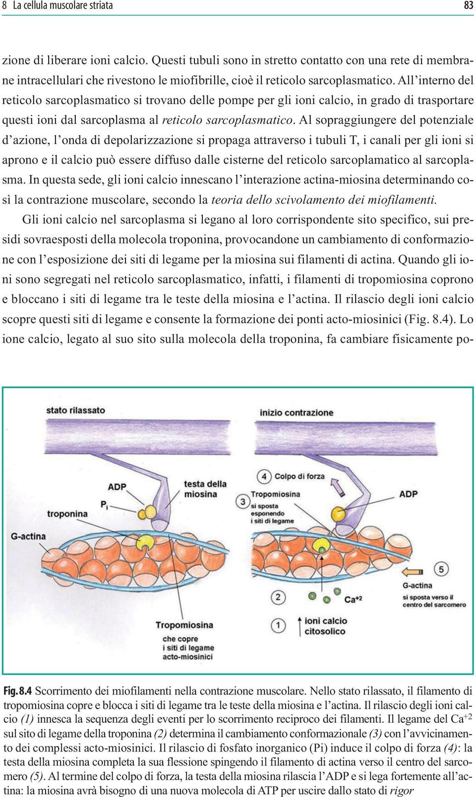 All interno del reticolo sarcoplasmatico si trovano delle pompe per gli ioni calcio, in grado di trasportare questi ioni dal sarcoplasma al reticolo sarcoplasmatico.