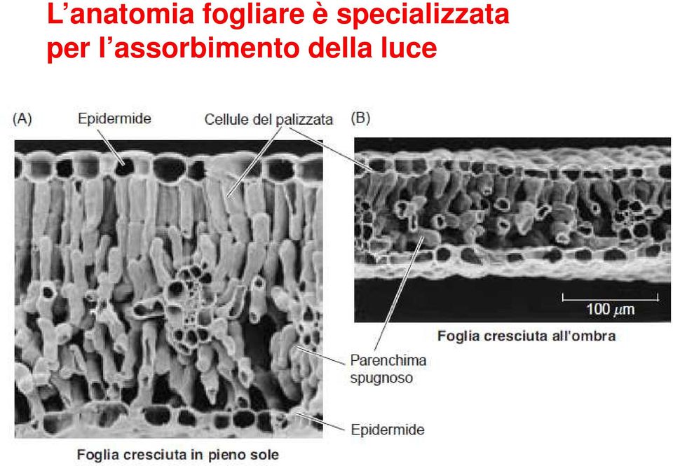 specializzata