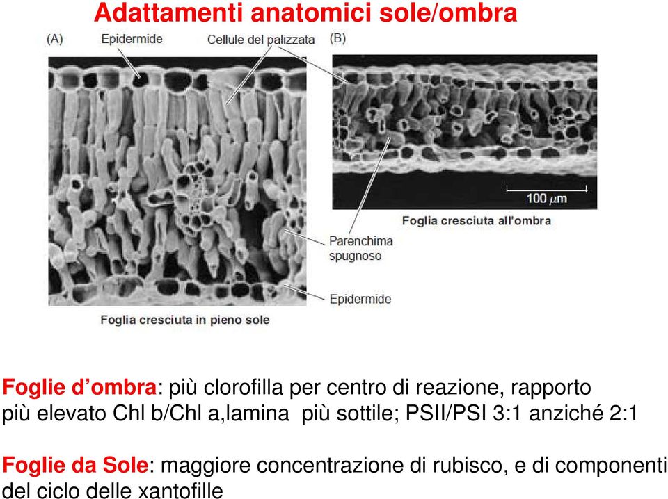 più sottile; PSII/PSI 3:1 anziché 2:1 Foglie da Sole: maggiore