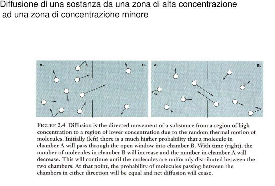 alta concentrazione ad