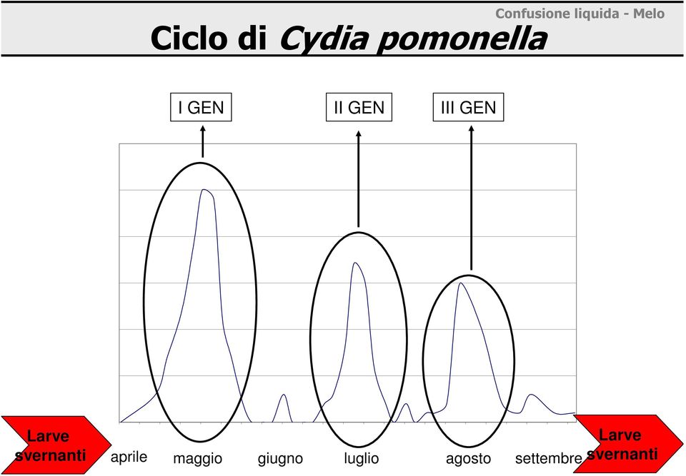 Larve svernanti aprile maggio giugno