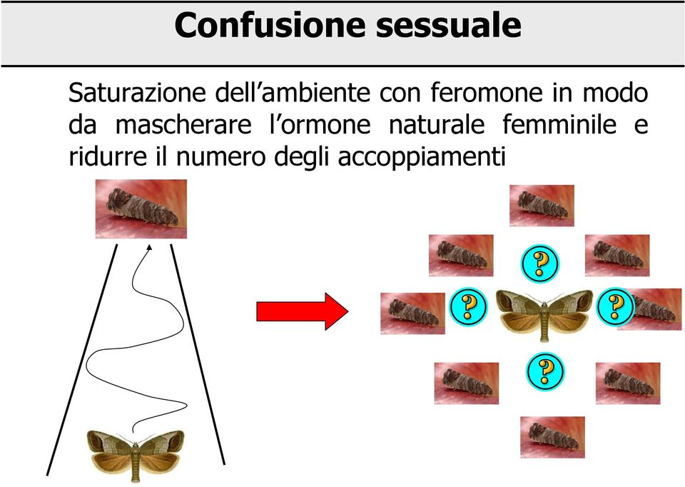 mascherare l ormone naturale