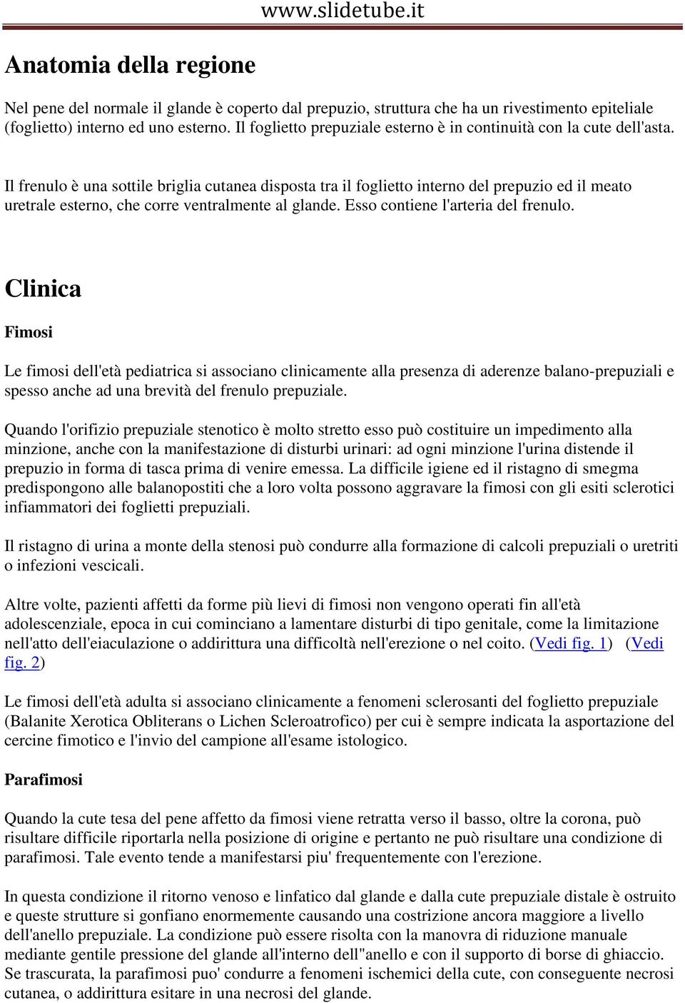 Il frenulo è una sottile briglia cutanea disposta tra il foglietto interno del prepuzio ed il meato uretrale esterno, che corre ventralmente al glande. Esso contiene l'arteria del frenulo.