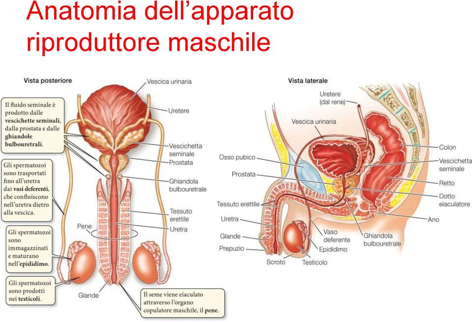 Sadava et al. Biologia.