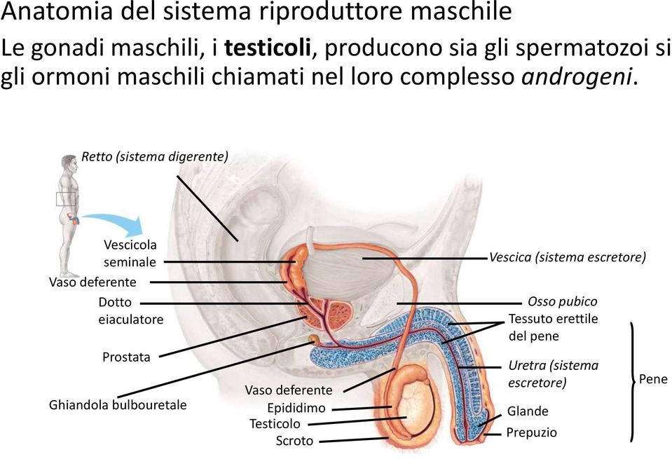 Retto (sistema digerente) Vescicola seminale Vaso deferente Dotto eiaculatore Prostata Ghiandola