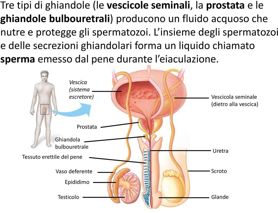 L insieme degli spermatozoi e delle secrezioni ghiandolari forma un liquido chiamato sperma emesso dal pene durante l