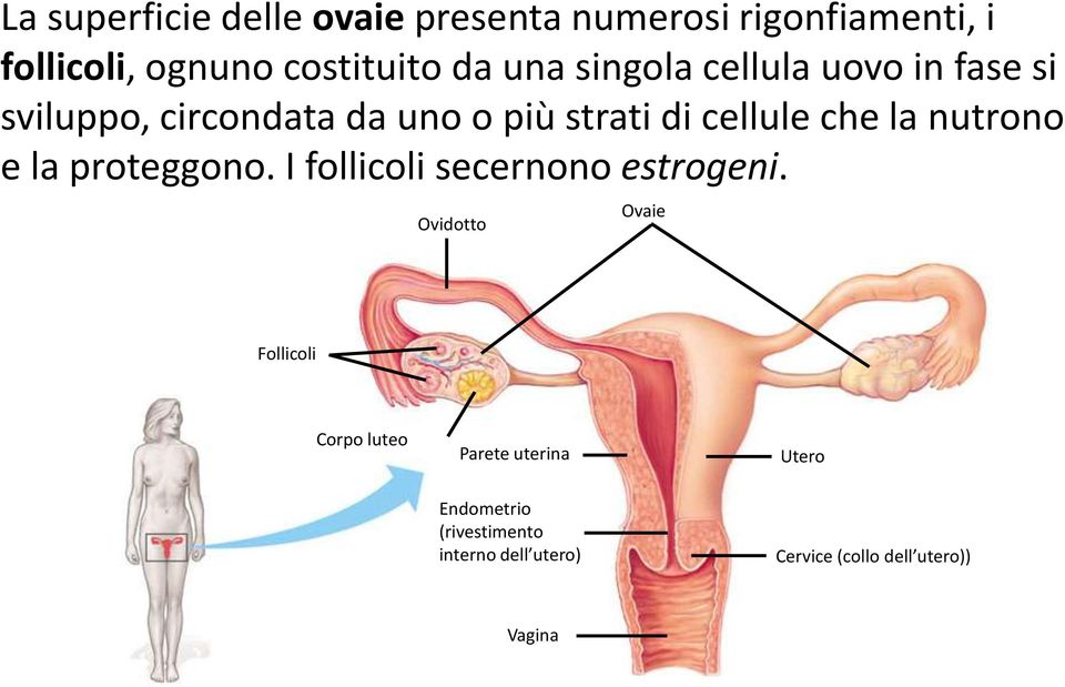 nutrono e la proteggono. I follicoli secernono estrogeni.