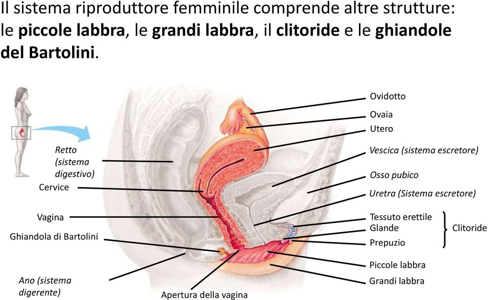 Ovidotto Ovaia Utero Retto (sistema digestivo) Cervice Vescica (sistema escretore) Osso pubico Uretra