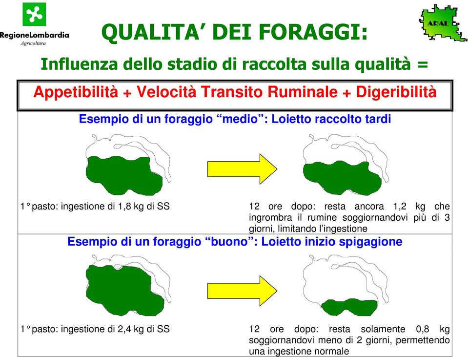 ingrombra il rumine soggiornandovi più di 3 giorni, limitando l ingestione Esempio di un foraggio buono : Loietto inizio spigagione