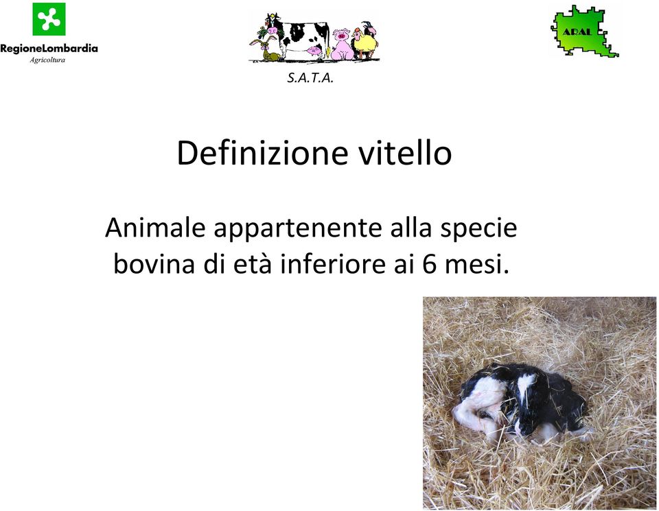 alla specie bovina di