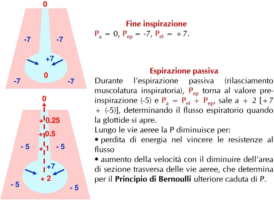 preinspirazione (-5) e P a = P el + P ep, sale a + 2 [+7 + (-5)], determinando il flusso espiratorio quando la glottide si apre.