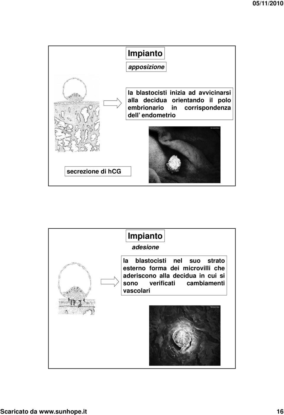 adesione la blastocisti nel suo strato esterno forma dei microvilli che aderiscono