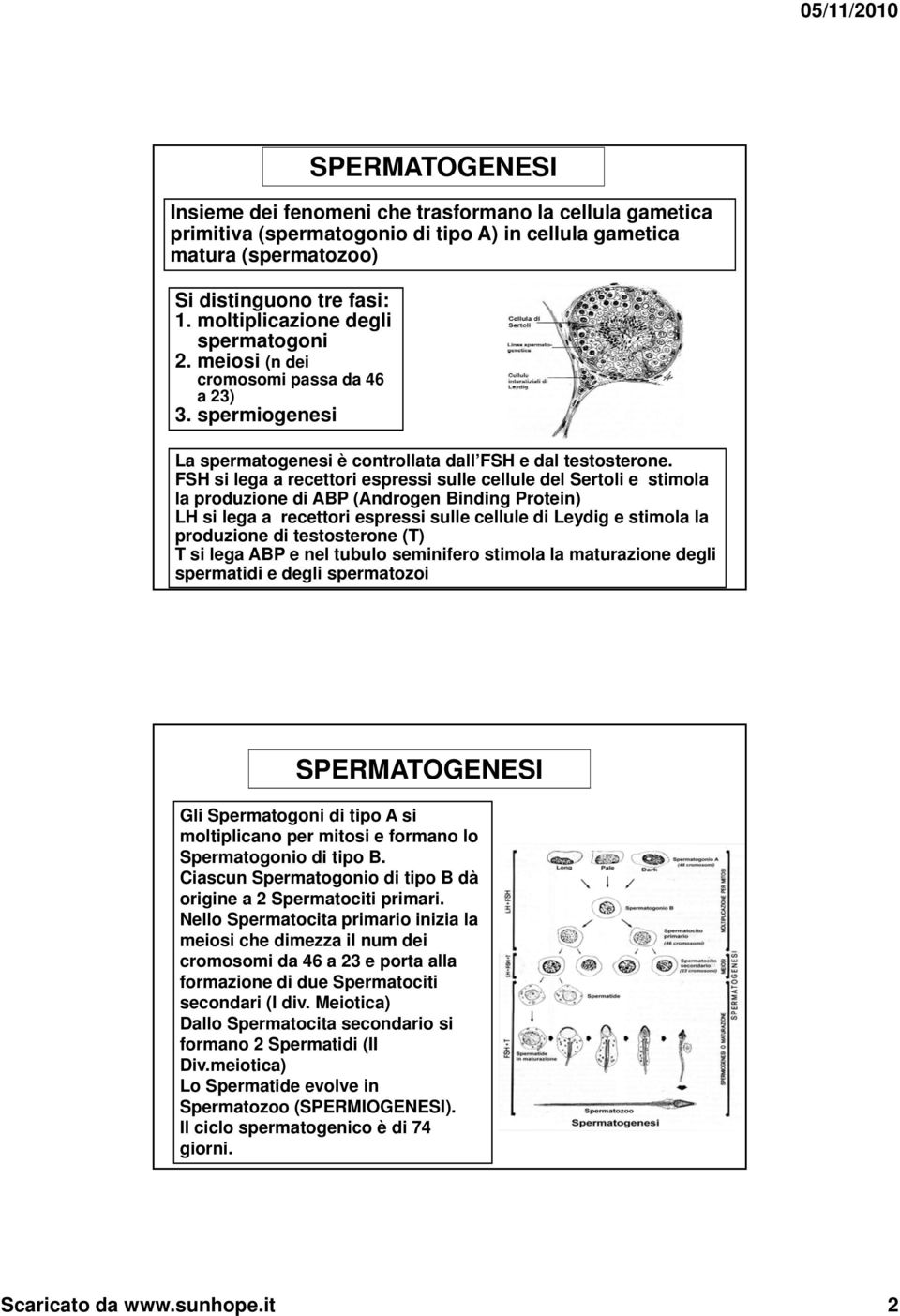 FSH si lega a recettori espressi sulle cellule del Sertoli e stimola la produzione di ABP (Androgen Binding Protein) LH si lega a recettori espressi sulle cellule di Leydig e stimola la produzione di