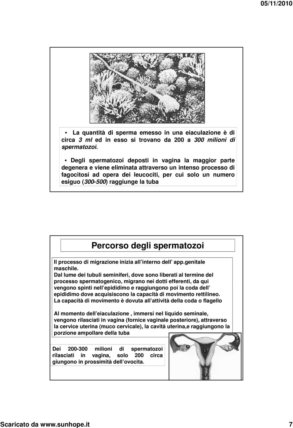 la tuba Percorso degli spermatozoi Il processo di migrazione inizia all interno dell app.genitale maschile.