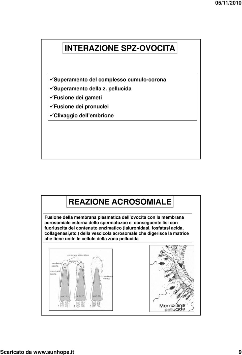 dell ovocita con la membrana acrosomiale esterna dello spermatozoo e conseguente lisi con fuoriuscita del contenuto enzimatico