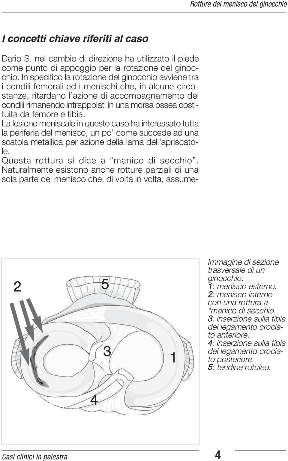 ossea costituita da femore e tibia.