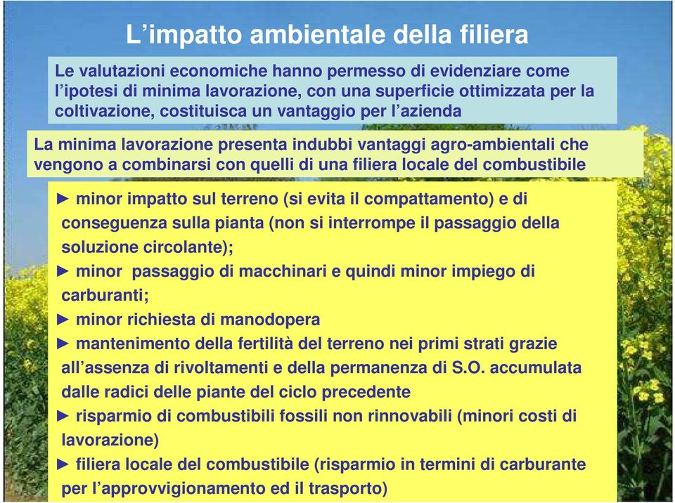 accumulata dalle radici delle piante del ciclo precedente risparmio di combustibili fossili non rinnovabili (minori costi di lavorazione) L impatto ambientale della filiera Le valutazioni economiche