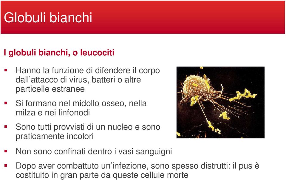 tutti provvisti di un nucleo e sono praticamente incolori Non sono confinati dentro i vasi sanguigni Dopo