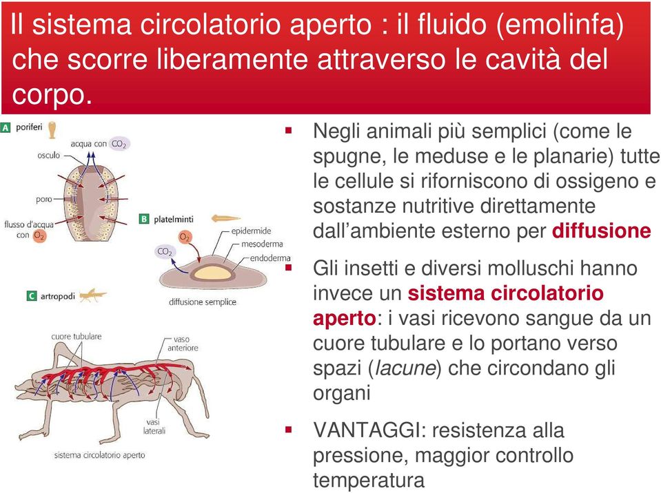 direttamente dall ambiente esterno per diffusione Gli insetti e diversi molluschi hanno invece un sistema circolatorio aperto: i vasi