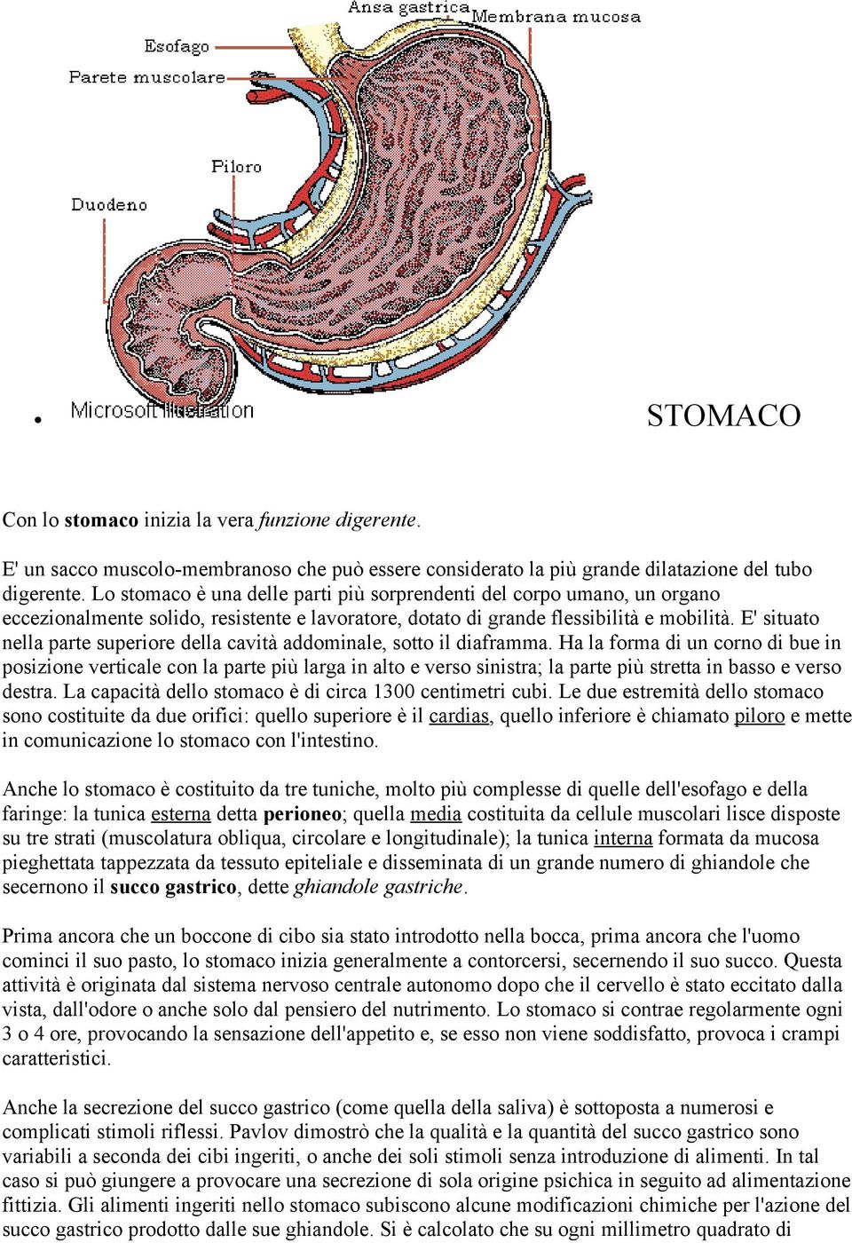 E' situato nella parte superiore della cavità addominale, sotto il diaframma.