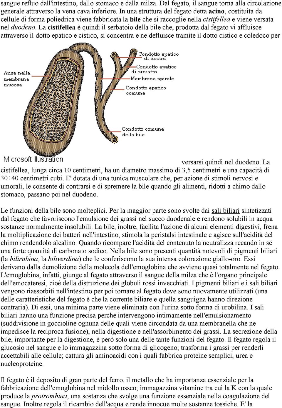 La cistifellea è quindi il serbatoio della bile che, prodotta dal fegato vi affluisce attraverso il dotto epatico e cistico, si concentra e ne defluisce tramite il dotto cistico e coledoco per