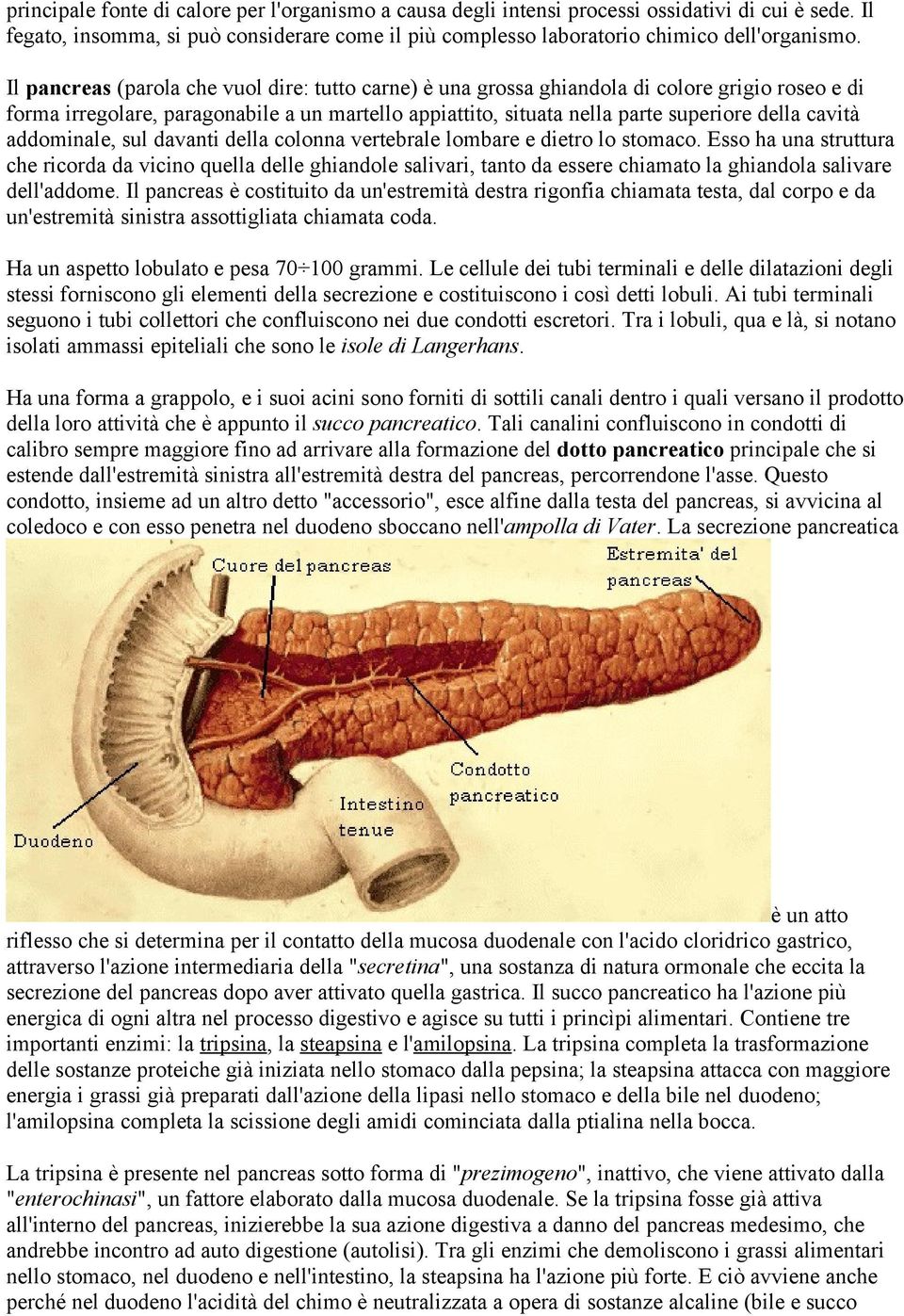 addominale, sul davanti della colonna vertebrale lombare e dietro lo stomaco.