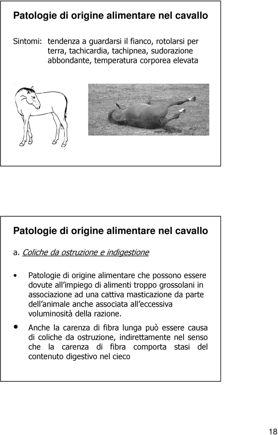 Coliche da ostruzione e indigestione Patologie di origine alimentare che possono essere dovute all impiego di alimenti troppo grossolani in associazione ad una