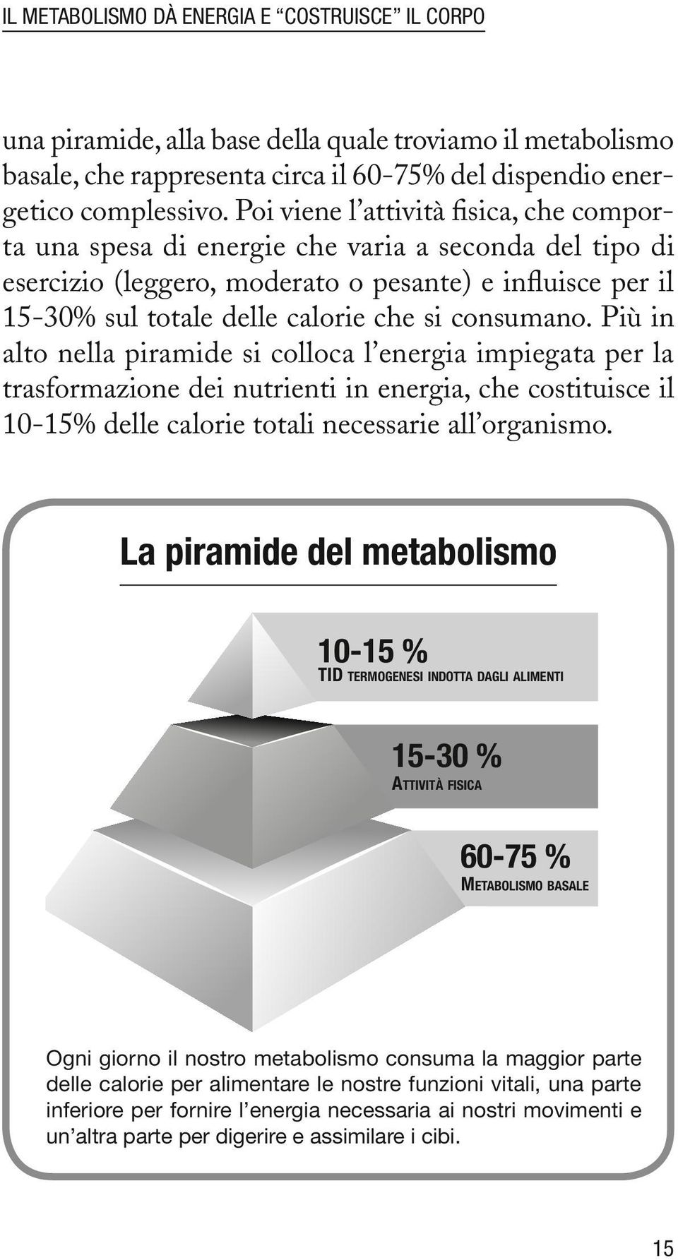 consumano. Più in alto nella piramide si colloca l energia impiegata per la trasformazione dei nutrienti in energia, che costituisce il 10-15% delle calorie totali necessarie all organismo.