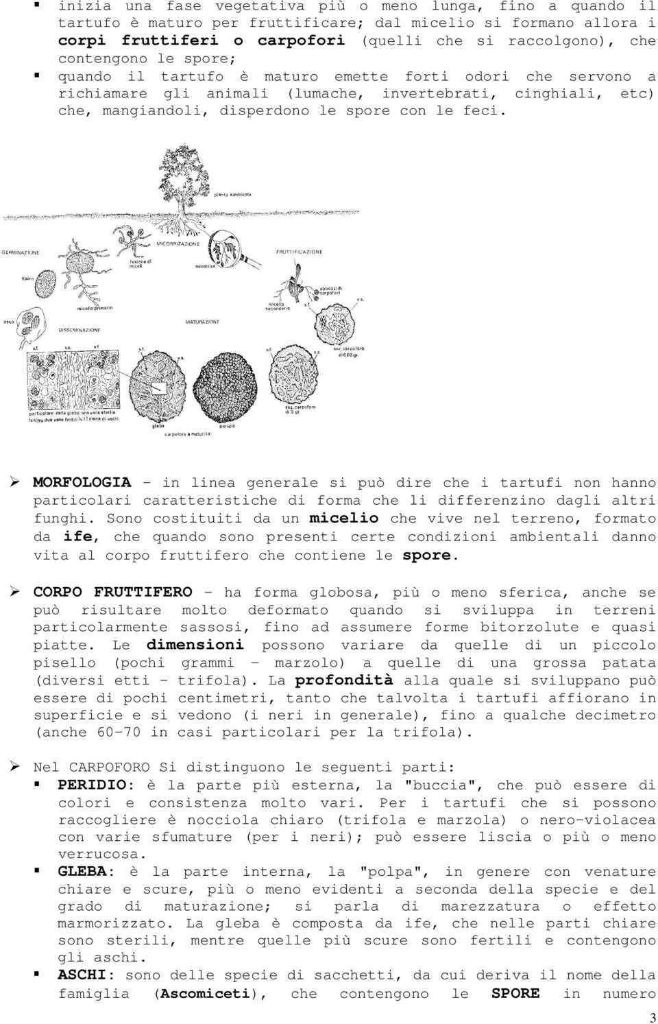 MORFOLOGIA - in linea generale si può dire che i tartufi non hanno particolari caratteristiche di forma che li differenzino dagli altri funghi.