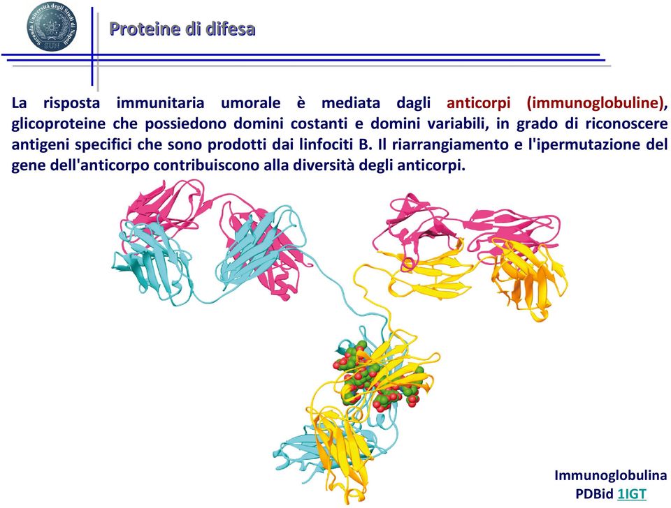 di riconoscere antigeni specifici che sono prodotti dai linfociti B.