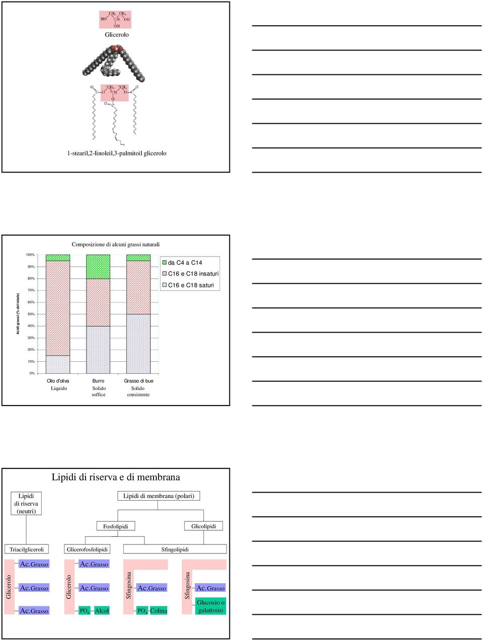 riserva e di membrana Lipidi di riserva (neutri) Lipidi di membrana (polari) Fosfolipidi Glicolipidi Triacilgliceroli Ac.