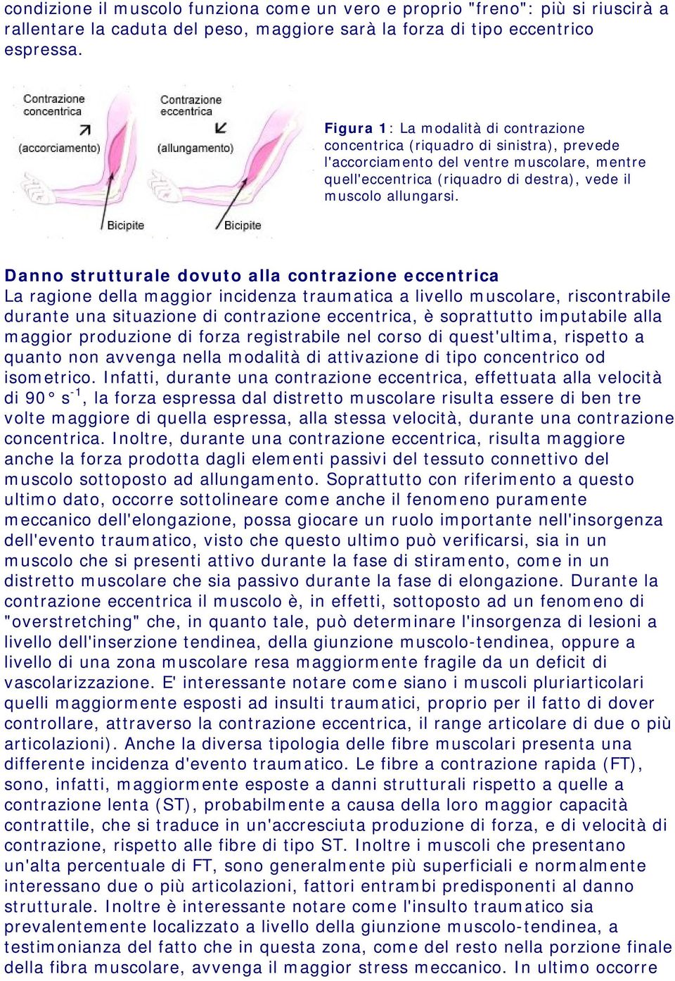 Danno strutturale dovuto alla contrazione eccentrica La ragione della maggior incidenza traumatica a livello muscolare, riscontrabile durante una situazione di contrazione eccentrica, è soprattutto