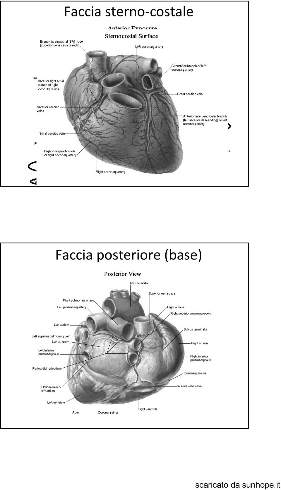 costale 