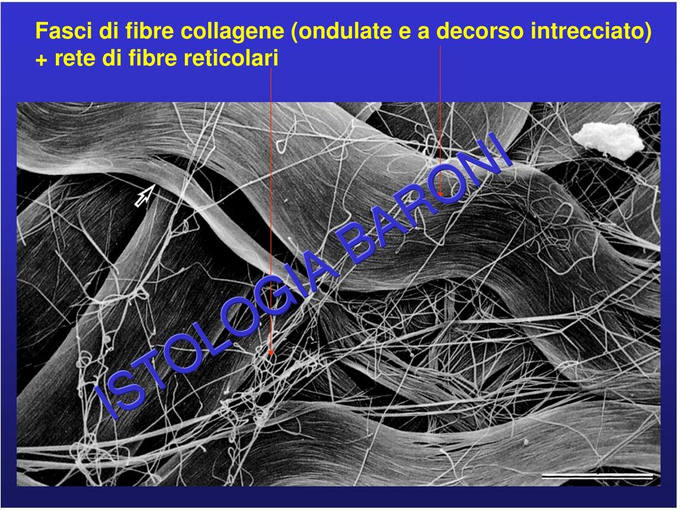 fibre reticolari ISTOLOGIA