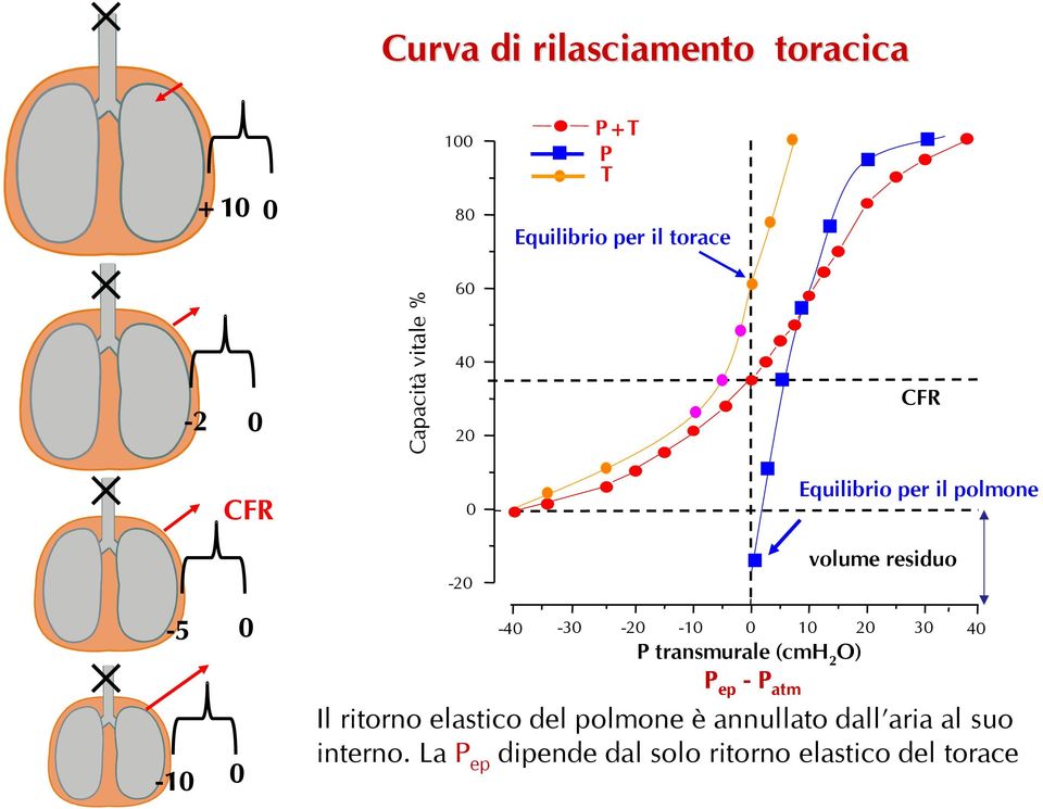 0 10 20 30 P transmurale (cmh 2 O) P ep - P atm volume residuo Il ritorno elastico del