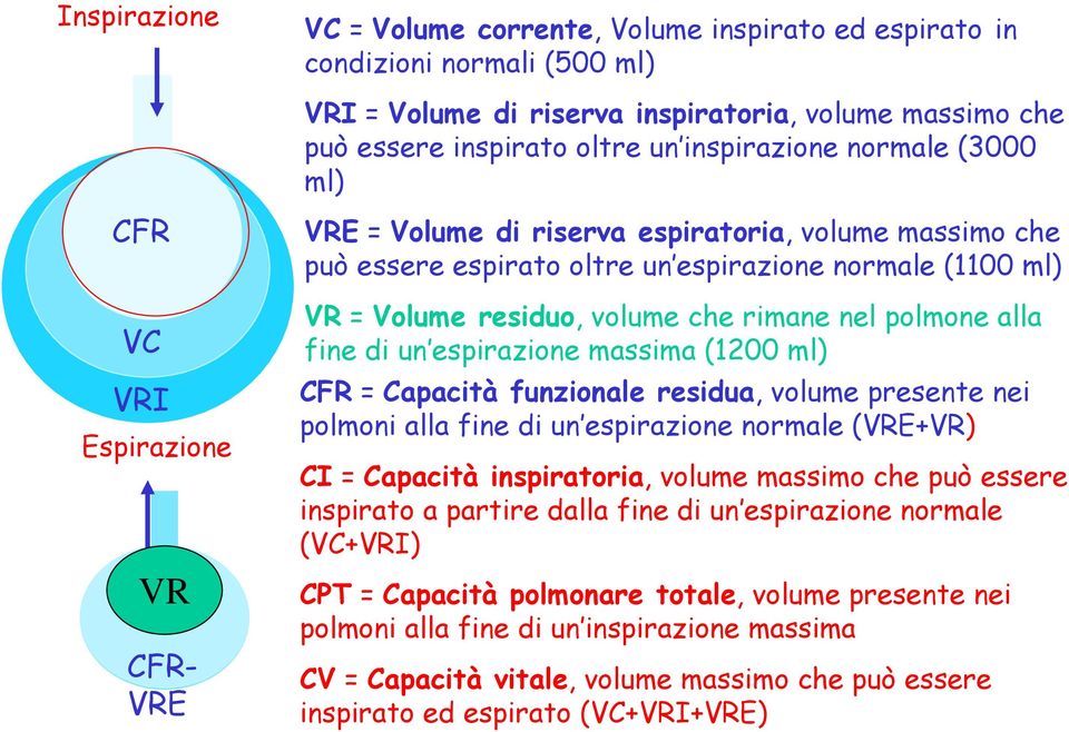 rimane nel polmone alla fine di un espirazione massima (12 ml) CFR = Capacità funzionale residua, volume presente nei polmoni alla fine di un espirazione normale (VRE+VR) CI = Capacità inspiratoria,